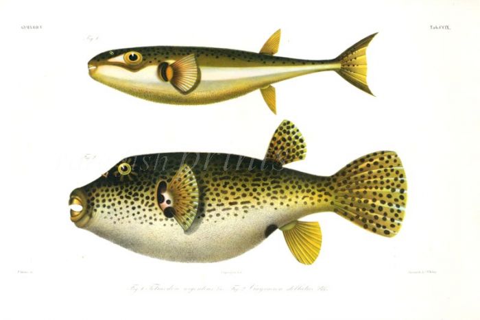 TETRAODON ARGENTEUS & CRAYRACION STELLATUS - STARRY PUFFERFISH print