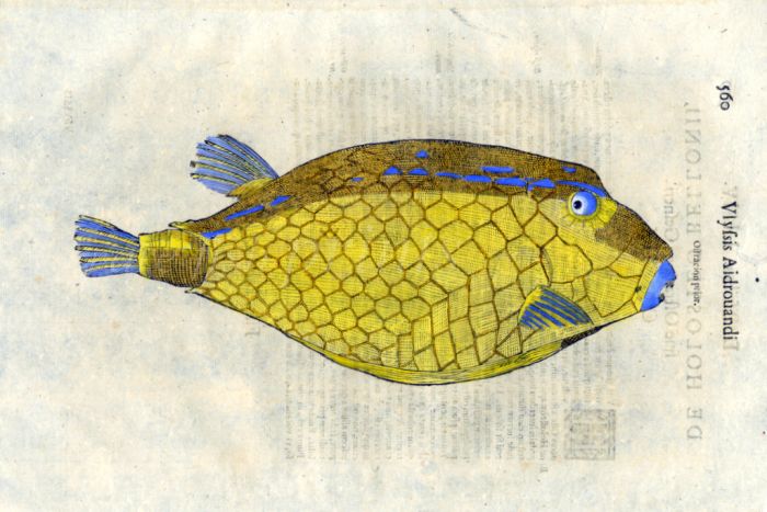 ALDROVANDI - THE BLUE BACKED TRUNKFISH woodcut fish print 1638 (Ostracion prior)