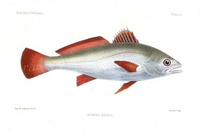 THE MEAGRE - ATLANTIC SHADEFISH  - SCIAENA AQUILA fish print
