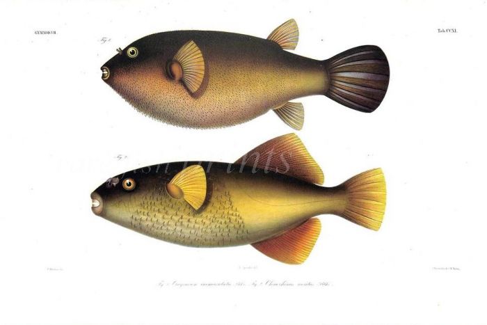 CRAYRACION IMMACULATUS - IMMACULATE PUFFER & CHONERHINOS NARITUS - BRONZE PUFFER print