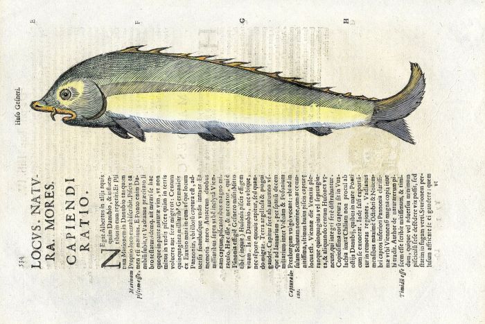 ALDROVANDI - THE BELUGA STURGEON woodcut fish print (Huso) 1638