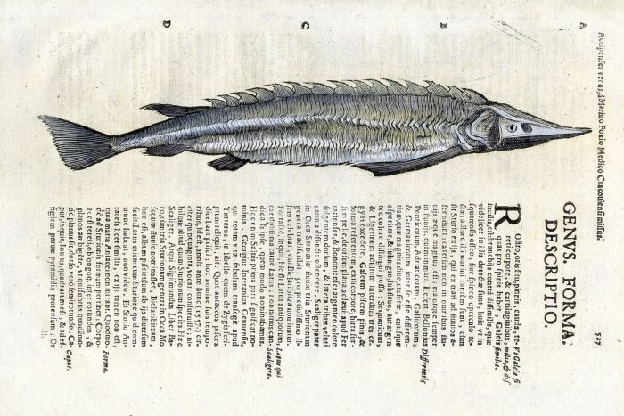 ALDROVANDI - THE ATLANTIC STURGEON woodcut fish print ( Acipenser) 1638