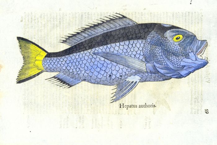 ALDROVANDI - THE BLUE TANG woodcut fish print (HEPATUS authoris) 1638