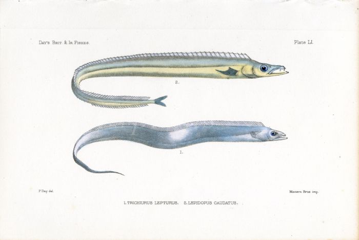 THE ATLANTIC CUTLASS - TRICHIURUS LEPTURUS - LEPIDOPUS CAUDATUS fish print