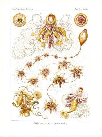  HAECKEL - CNIDARIA SIPHONOPHORAE HYDROZOA - print 1899 -1904