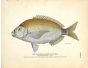 THE CHARLESTON BREAM OR PIN-FISH print