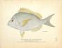 THE SCUPPAUG OR NORTHERN PORGY print