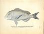 THE MARGATE FISH OR BARSTARD SNAPPER print