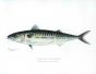 THE MACKEREL print (Scomber)