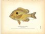 THE BROAD-EARED SUNFISH print