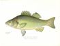 THE WHITE PERCH print (Roccus Americanus)