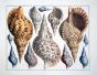 SEBA - CONCHOLOGY: TRITON TRUMPETS shell print 1734 - 1769