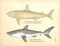 THE BASKING SHARK & MACKEREL SHARK print