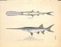 THE PADDLEFISH print