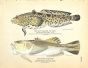 THE GULF TOADFISH & NAKED STARGAZER print