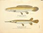THE BOWFIN OR MUDFISH & SHORT-NOSED GARPIKE print