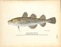 THE ATLANTIC TOMCOD print