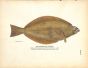 THE GREENLAND TURBOT print