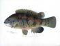 THE TAUTOG print  (Tautoga onitis)