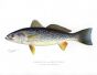 THE WEAK-FISH or SQUETEAGUE print (Cynoscion regale)