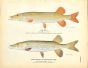THE PIKE & THE PICKEREL OR FEDERATION PIKE print