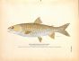 THE NAMAYCUSH TROUT OR LAKE TROUT print