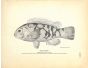THE TAUTOG print