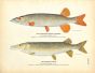 THE WESTERN BROOK PICKEREL & MUSKELLUNGE print
