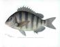THE SHEEPSHEAD print (Archosargus)