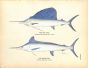 THE SAILFISH & SPEARFISH print