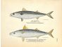 THE MACKEREL & CHUB MACKEREL print