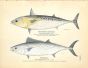 THE FRIGATE MACKEREL & THE BONITO print