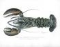 AMERICAN LOBSTER Female print ( Homarus Americanus)