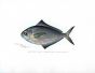 THE BUTTERFISH print (Poronotus)