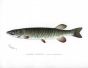 THE BANDED PICKEREL PIKE print (Lucius Americanus)