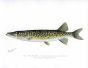 THE PICKEREL PIKE print (Lucius Recticulatus)