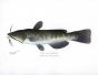 THE BULLHEAD print (Amiurus Nebulous)
