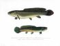 THE DOG-FISH, MUD-FISH or GRINDLE print (Amia Calva)