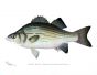 THE WHITE BASS print (Roccus Chrysops)