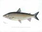 THE WHITEFISH print (Coregonus)