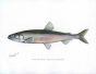 THE SMELT print ((Osmerus mordax)