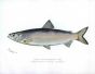 THE CISCO FROM HEMLOCK LAKE print (Argyrosomus artedi)