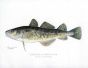 THE TOMCOD print (Gadus)