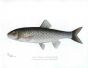 THE FALL FISH or SILVER CHUB print (semotilus)