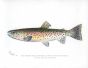 THE RED THROAT BLACK SPOTTED TROUT print (Salmo Mykiss)