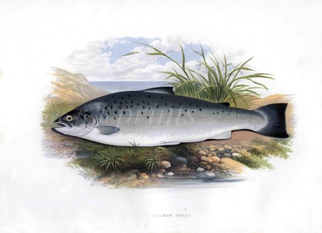 THE SALMON TROUT print