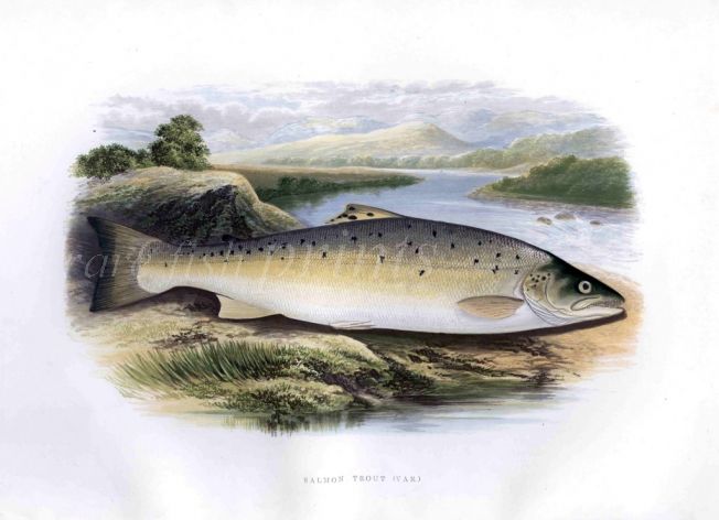  THE GREAT LAKE TROUT print