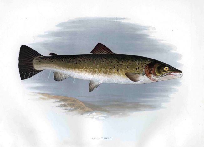 THE BULL TROUT print