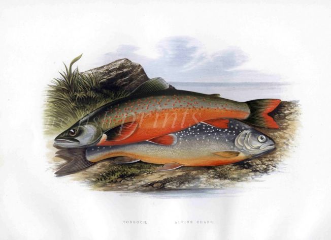 THE TORGOCH or ARCTIC CHAR & ALPINE CHAR print