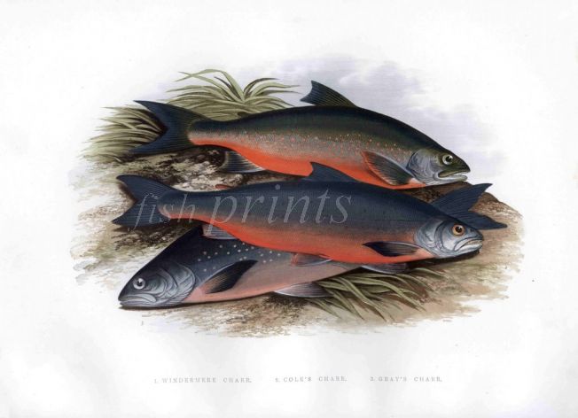 WINDERMERE CHAR, COLE'S CHAR & GRAY CHAR print
